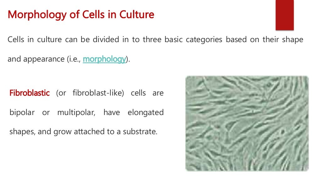 Cell lines