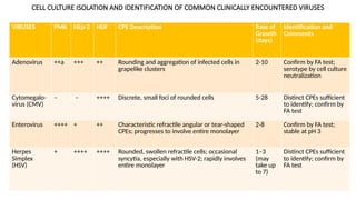 CELL LINES : How to maintain And Sub Culture | PPTX