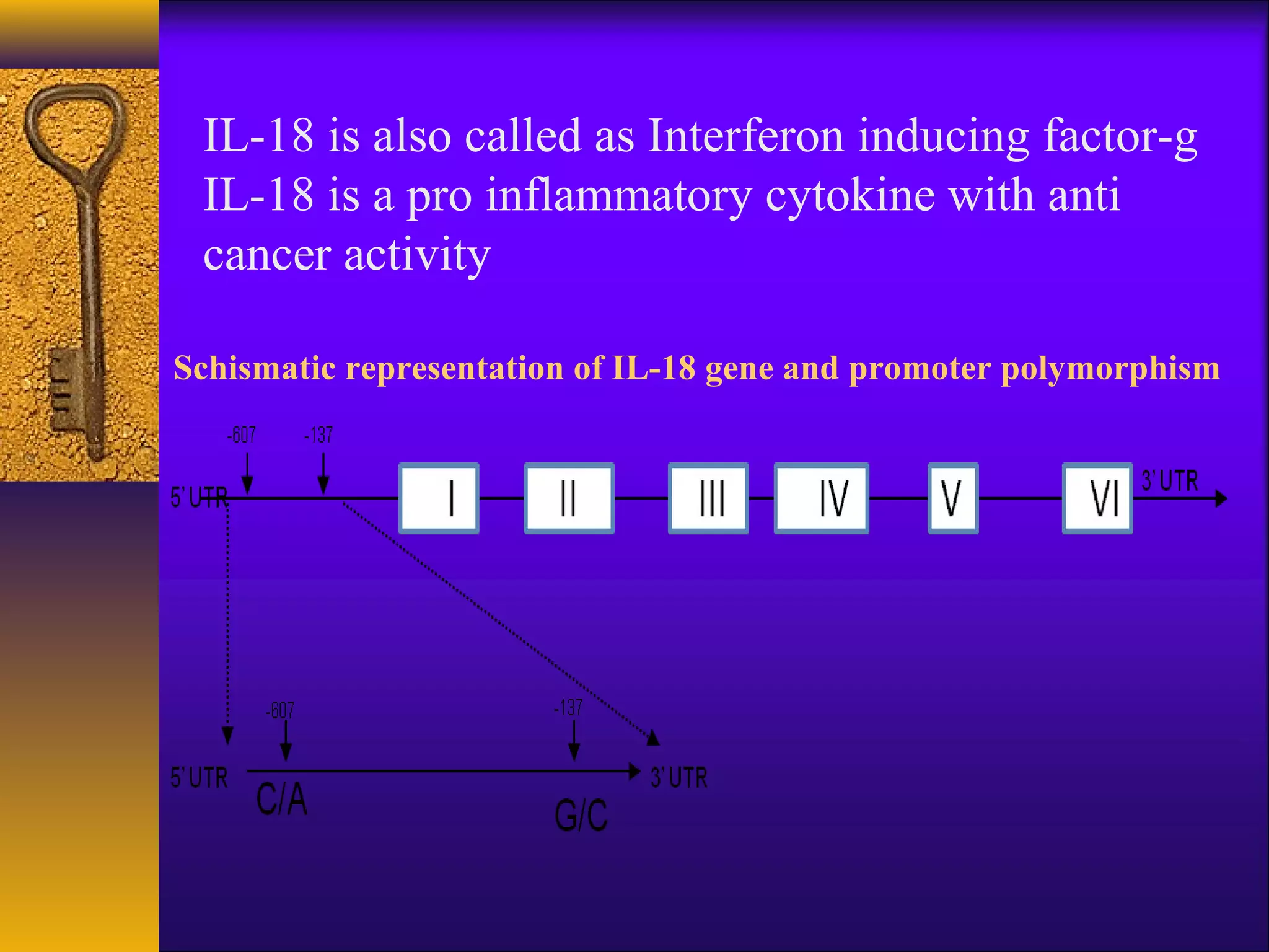 IL-18 is also called as Interferon inducing factor-g
 IL-18 is a pro inflammatory cytokine with anti
 cancer activity

Schismatic representation of IL-18 gene and promoter polymorphism
 