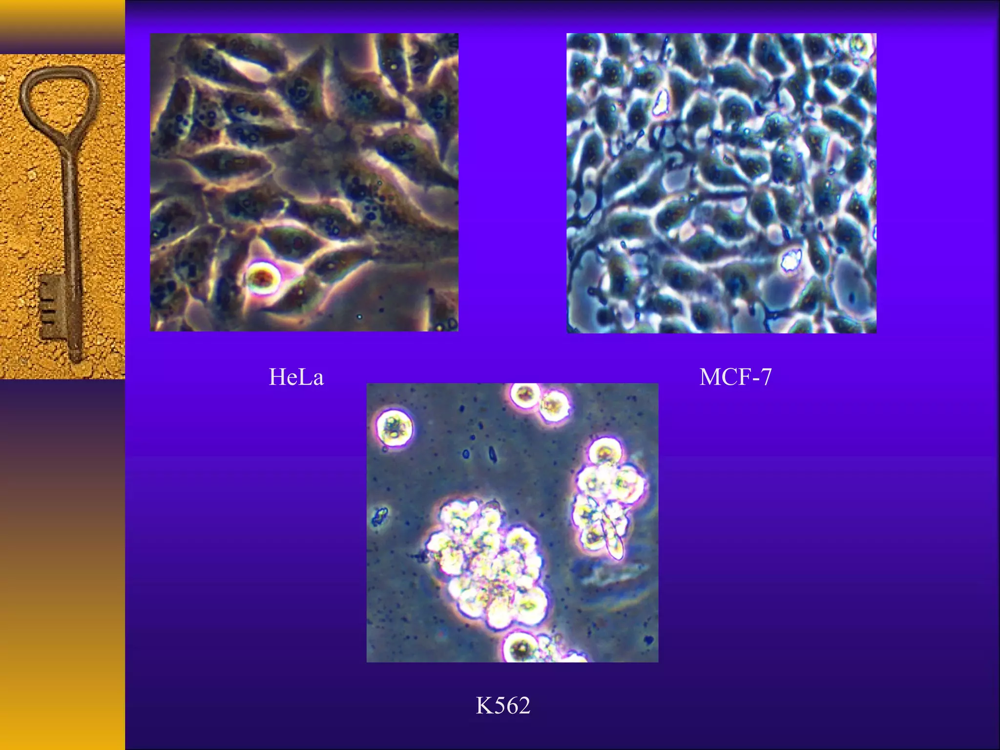 HeLa          MCF-7




       K562
 