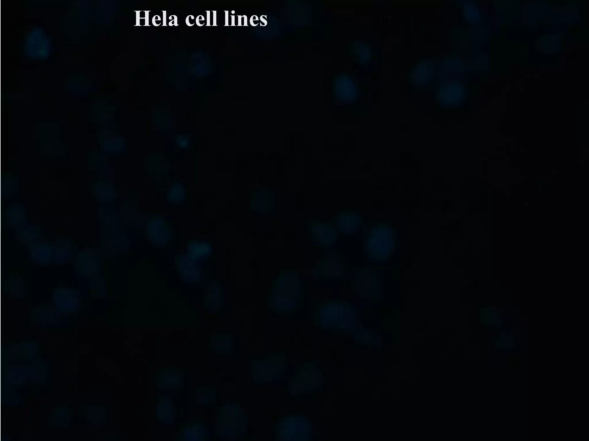Hela cell lines
 