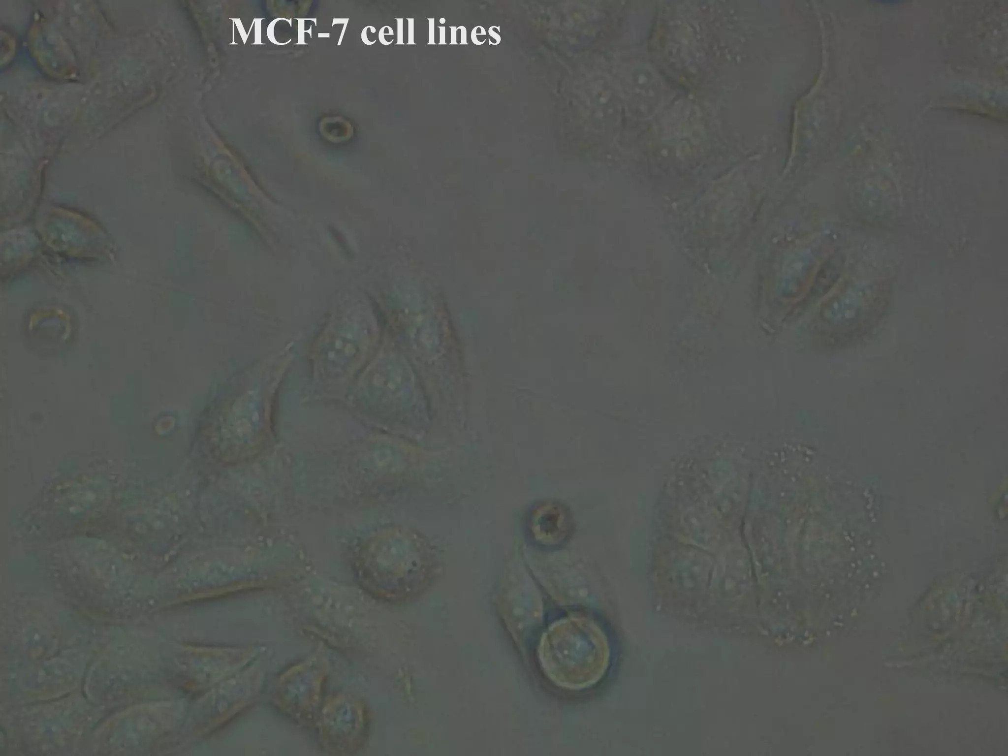 MCF-7 cell lines
 