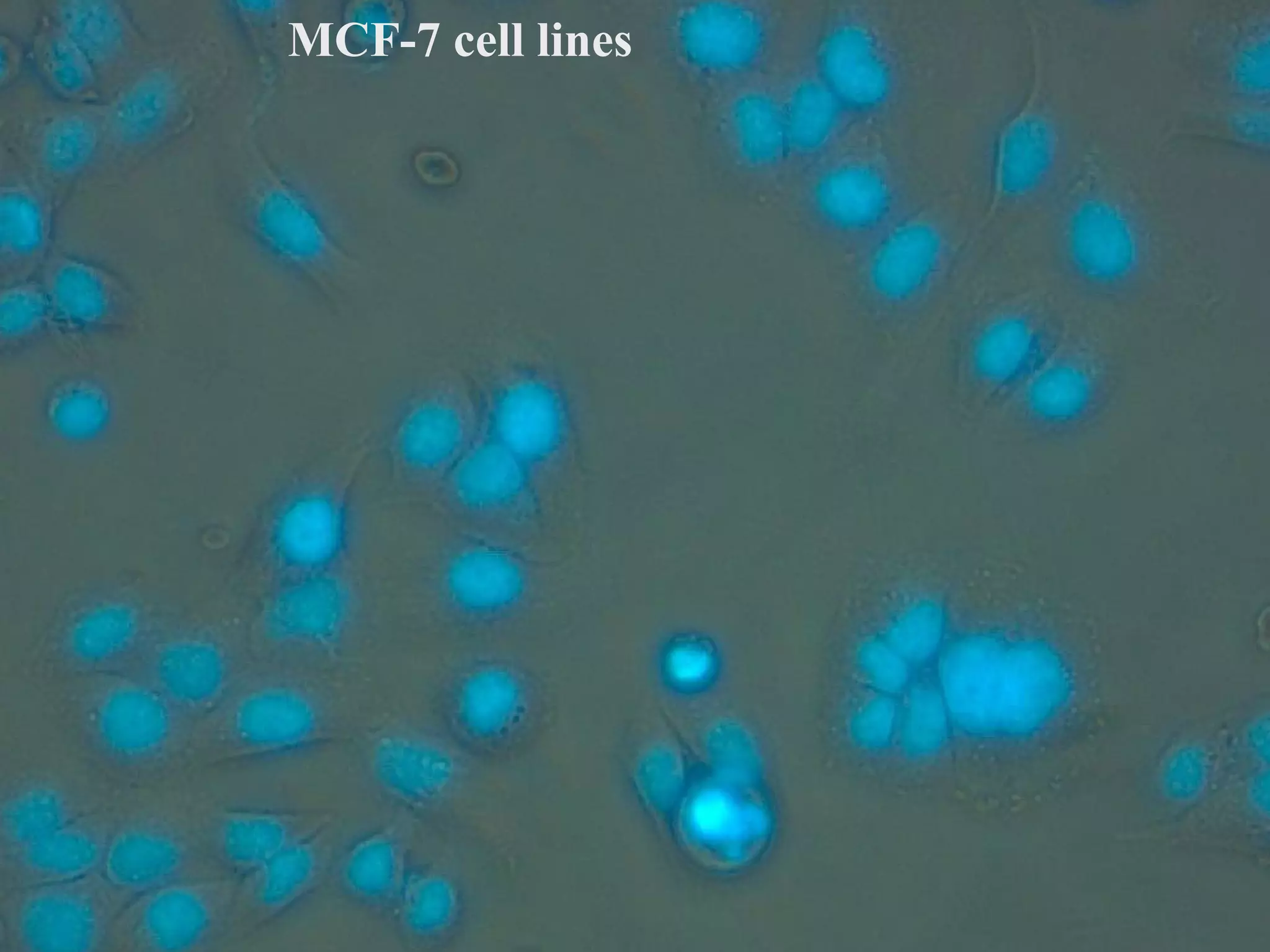 MCF-7 cell lines
 