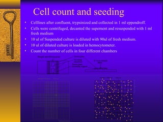 Cells Collected Cell lines Basics | PPT
