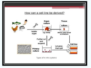 Cell lines seminar | PPTX | Biological Sciences | Science