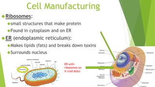 Cell Manufacturing 
Ribosomes: 
small structures that make protein 
Found in cytoplasm and on ER 
ER (endoplasmic reticulum): 
Makes lipids (fats) and breaks down toxins 
Surrounds nucleus 
ER with 
ribosomes on 
it (red dots) 
 