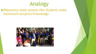 Analogy 
Ribosomes make protein like Students make 
homework/projects/knowledge 
 