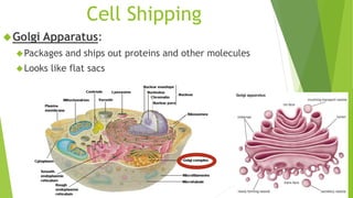 Cell Shipping 
Golgi Apparatus: 
Packages and ships out proteins and other molecules 
Looks like flat sacs 
 