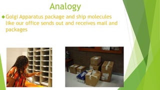 Analogy 
Golgi Apparatus package and ship molecules 
like our office sends out and receives mail and 
packages 
 