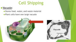 Cell Shipping 
Vacuole: 
Stores food, water, and waste material 
Plant cells have one large vacuole 
 