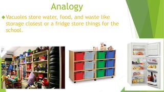 Analogy 
Vacuoles store water, food, and waste like 
storage closest or a fridge store things for the 
school. 
 