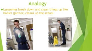 Analogy 
Lysosomes break down and clean things up like 
Daniel (janitor) cleans up the school. 
