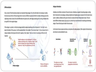 Cell mediated & humoral immunity