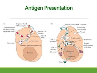 Cell mediated immune response | PPTX