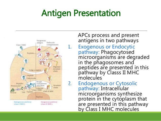 cell mediated immune response cell mediated response