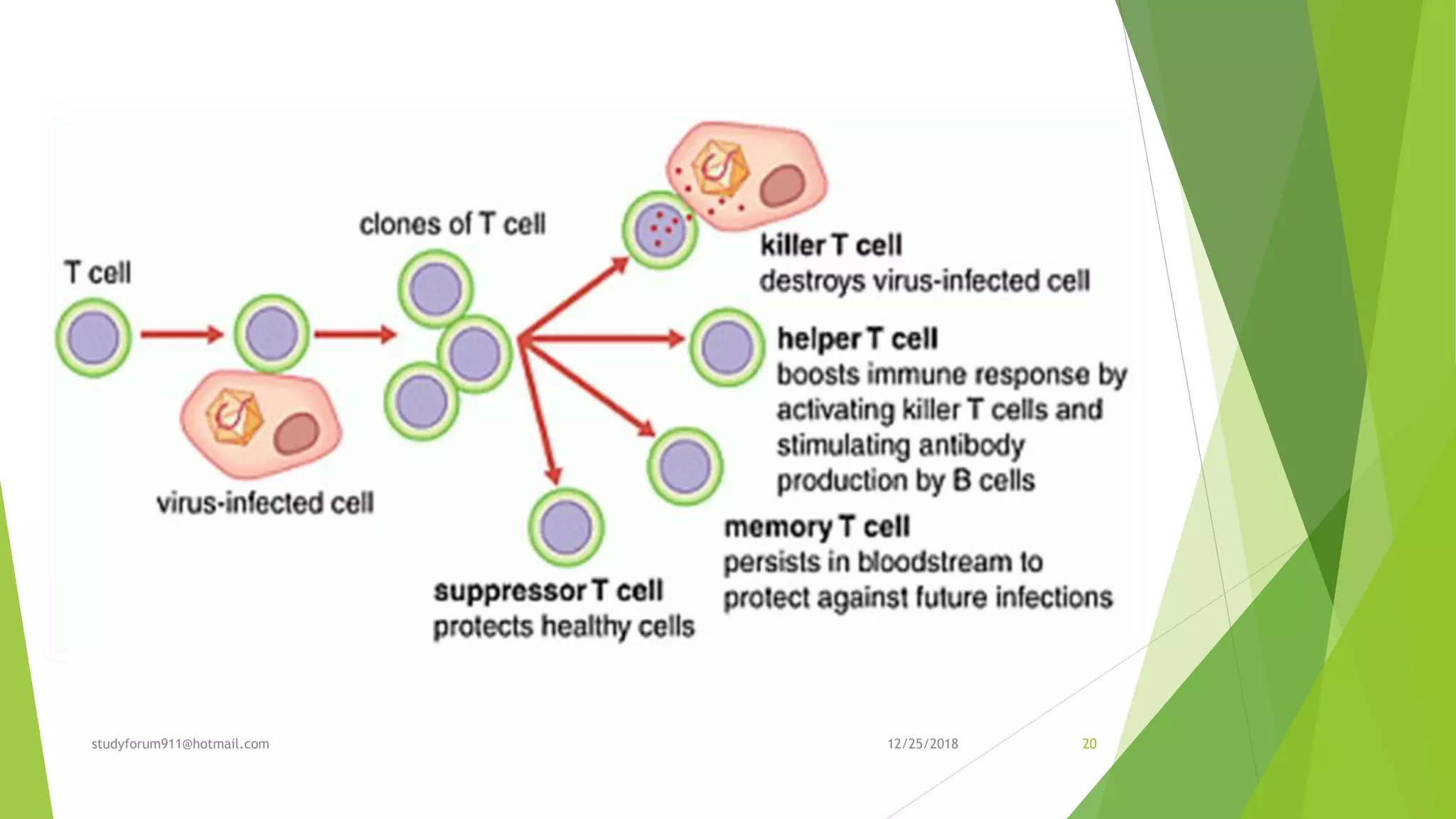 Cell mediated immunity | PPTX | Infectious Diseases | Diseases and ...