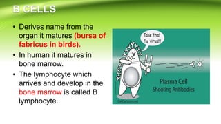 • Derives name from the
organ it matures (bursa of
fabricus in birds).
• In human it matures in
bone marrow.
• The lymphocyte which
arrives and develop in the
bone marrow is called B
lymphocyte.
 