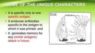 • It is specific only to one
specific antigen.
• It produces antibodies
specific to the antigen to
which it was primed ,and
• It generates memory for
any similar antigenic
attack in future.
 