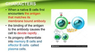 • When a native B cells first
encounters the antigen
that matches its
membrane bound antibody
• the binding of the antigen
to the antibody causes the
cell to devide rapidly .
• Its progeny differentiate
into
 