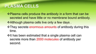 Plasma cells produce the antibody in a form that can be
secreted and have little or no membrane bound antibody.
Although plasma cells live only a few days .
They secrete enormous amounts of antibody during this
time.
It has been estimated that a single plasma cell can
secrete more than 2000 molecules of antibody per
second.
 