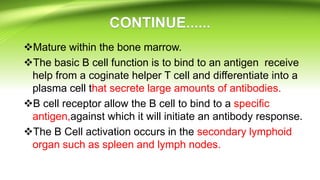 Mature within the bone marrow.
The basic B cell function is to bind to an antigen receive
help from a coginate helper T cell and differentiate into a
plasma cell that secrete large amounts of antibodies.
B cell receptor allow the B cell to bind to a specific
antigen,against which it will initiate an antibody response.
The B Cell activation occurs in the secondary lymphoid
organ such as spleen and lymph nodes.
 