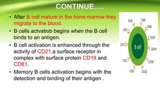 • After B cell mature in the bone marrow they
migrate to the blood.
• B cells actvatiob begins when the B cell
binds to an antigen.
• B cell activation is enhanced through the
activity of CD21,a surface receptor in
complex with surface protein CD19 and
CD81.
• Memory B cells activation begins with the
detection and binding of their antigen .
 