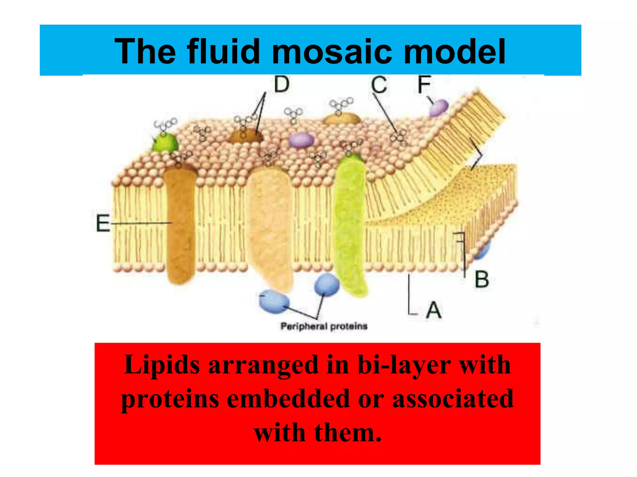 The fluid mosaic model
Lipids arranged in bi-layer with
proteins embedded or associated
with them.
 