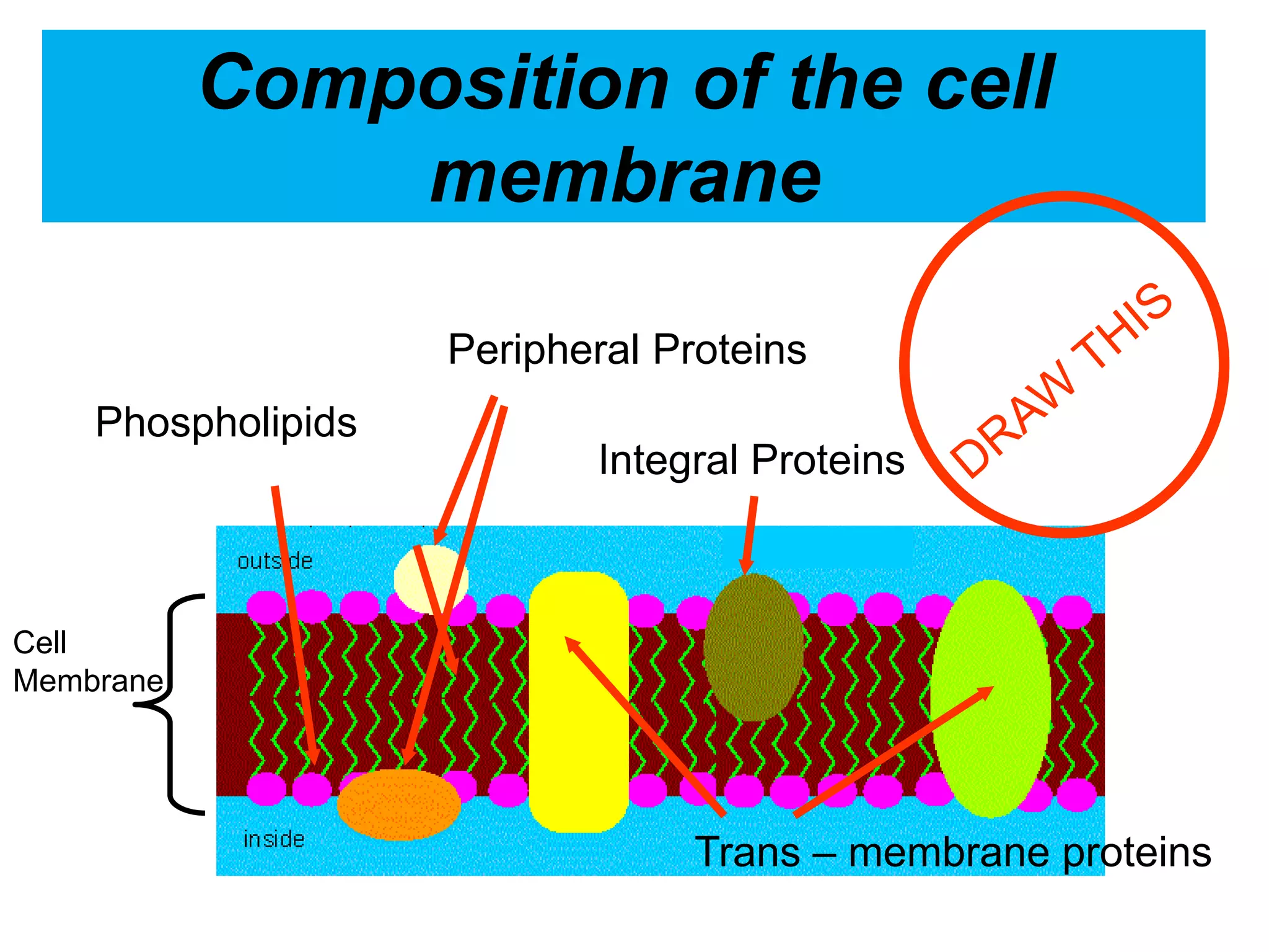 Composition of the cell
membrane
Phospholipids
Peripheral Proteins
Integral Proteins
Trans – membrane proteins
Cell
Membrane
 