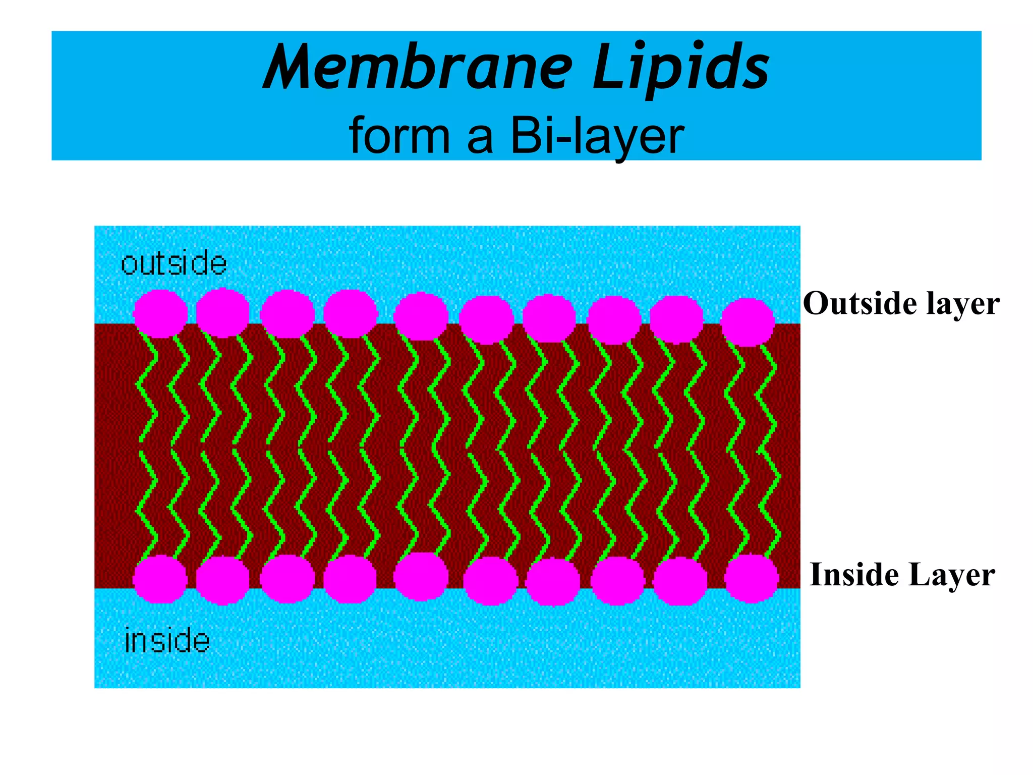 Membrane Lipids
form a Bi-layer
Outside layer
Inside Layer
 
