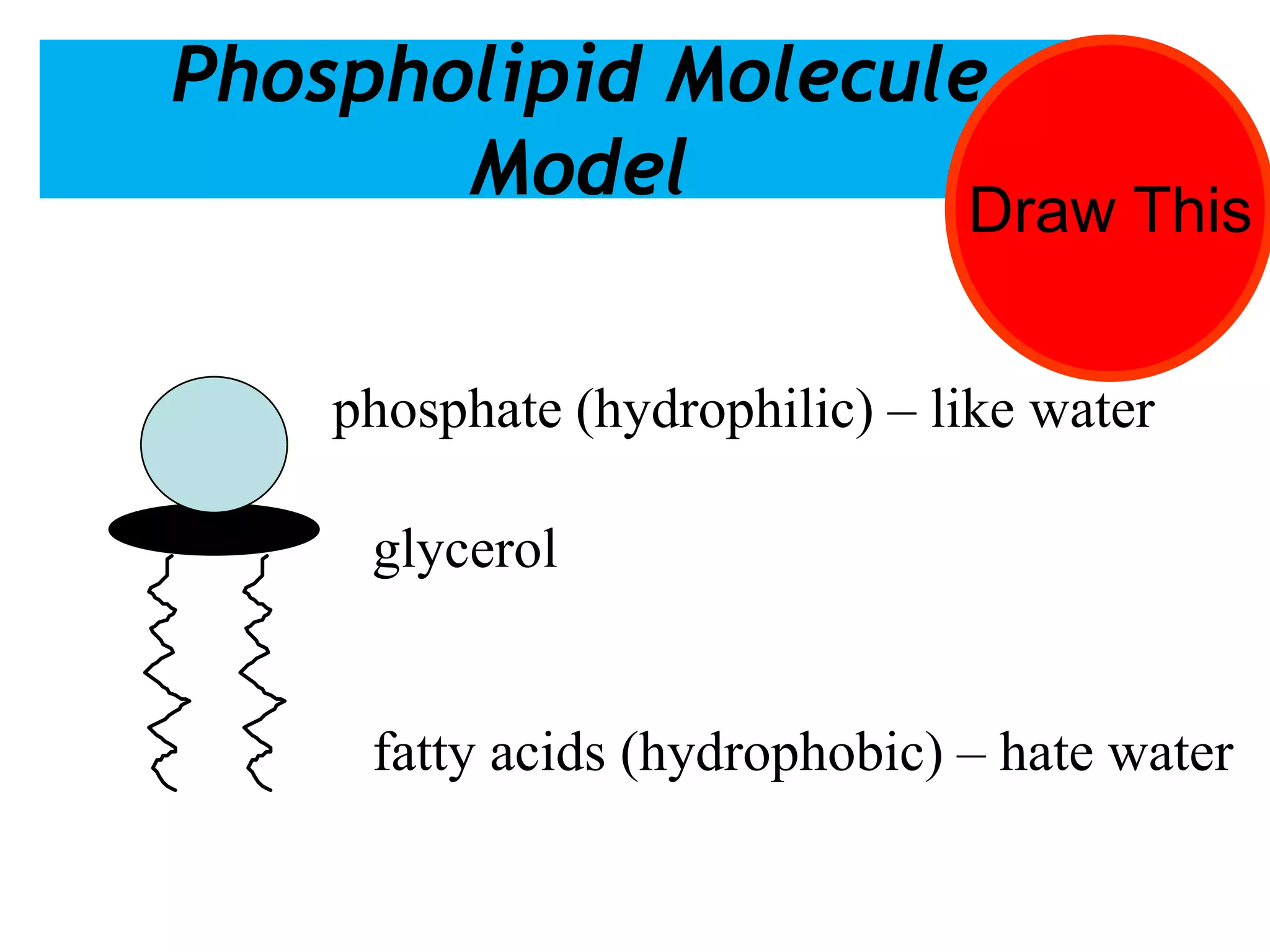 Phospholipid Molecule
Model
glycerol
fatty acids (hydrophobic) – hate water
phosphate (hydrophilic) – like water
Draw This
 