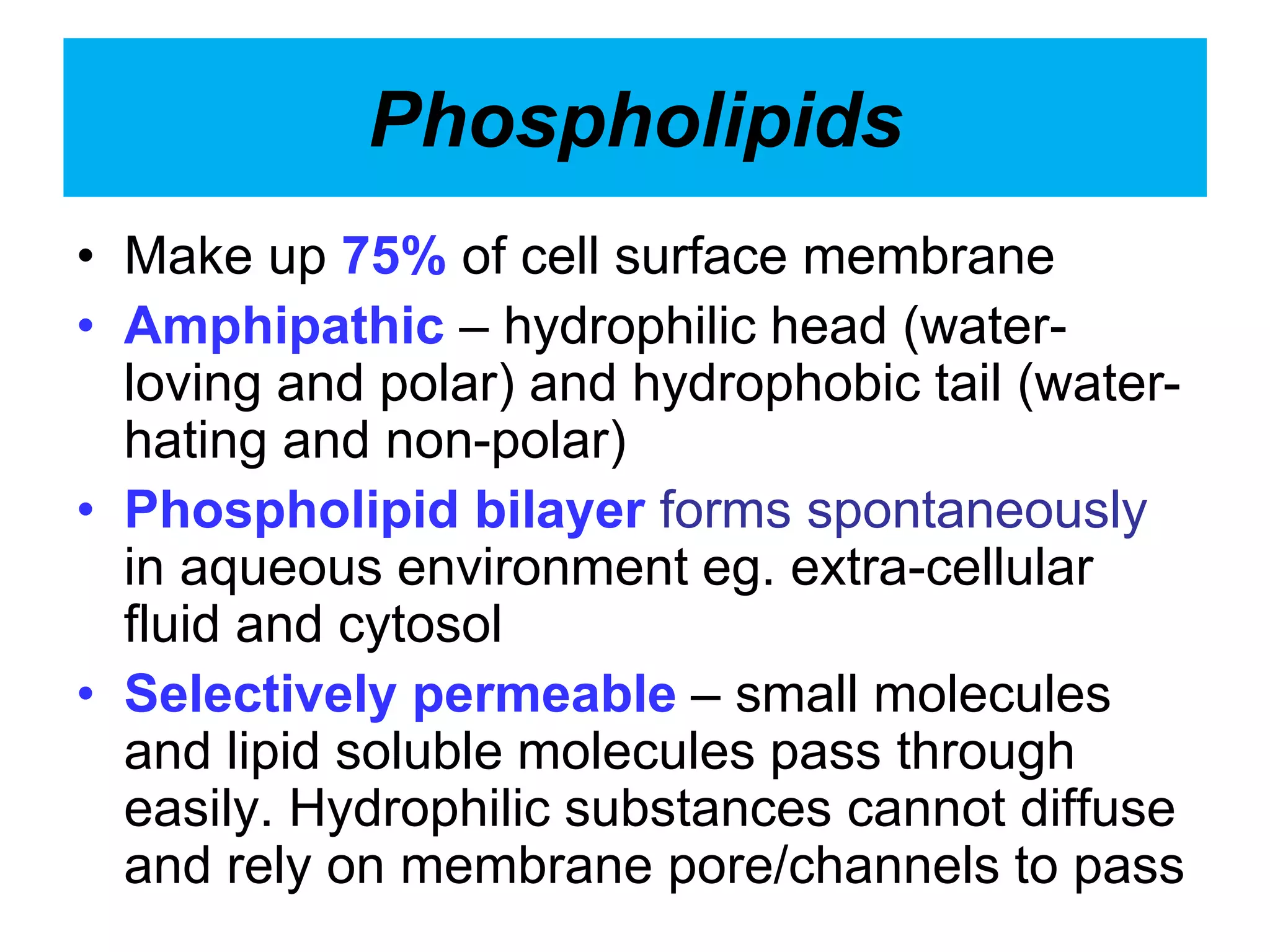 Phospholipids
• Make up 75% of cell surface membrane
• Amphipathic – hydrophilic head (water-
loving and polar) and hydrophobic tail (water-
hating and non-polar)
• Phospholipid bilayer forms spontaneously
in aqueous environment eg. extra-cellular
fluid and cytosol
• Selectively permeable – small molecules
and lipid soluble molecules pass through
easily. Hydrophilic substances cannot diffuse
and rely on membrane pore/channels to pass
 