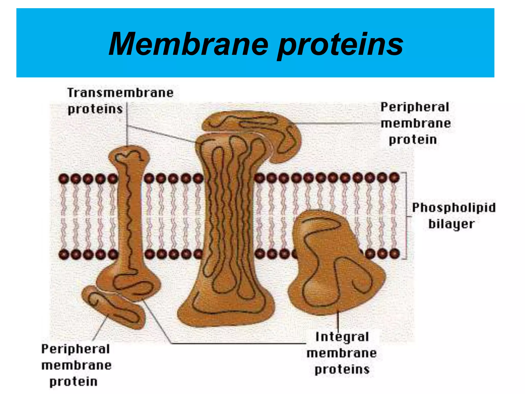 Membrane proteins
 