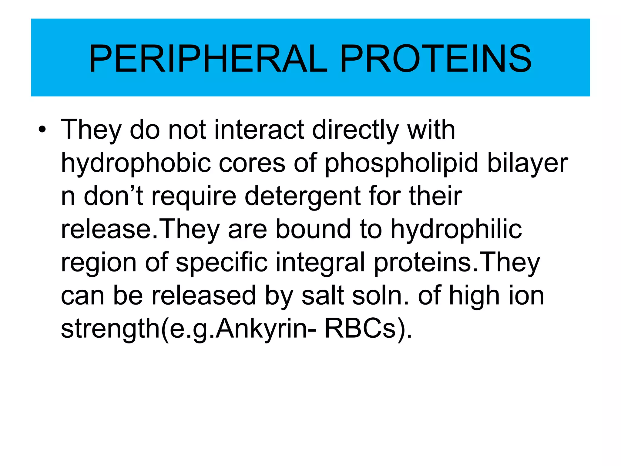 PERIPHERAL PROTEINS
• They do not interact directly with
hydrophobic cores of phospholipid bilayer
n don’t require detergent for their
release.They are bound to hydrophilic
region of specific integral proteins.They
can be released by salt soln. of high ion
strength(e.g.Ankyrin- RBCs).
 