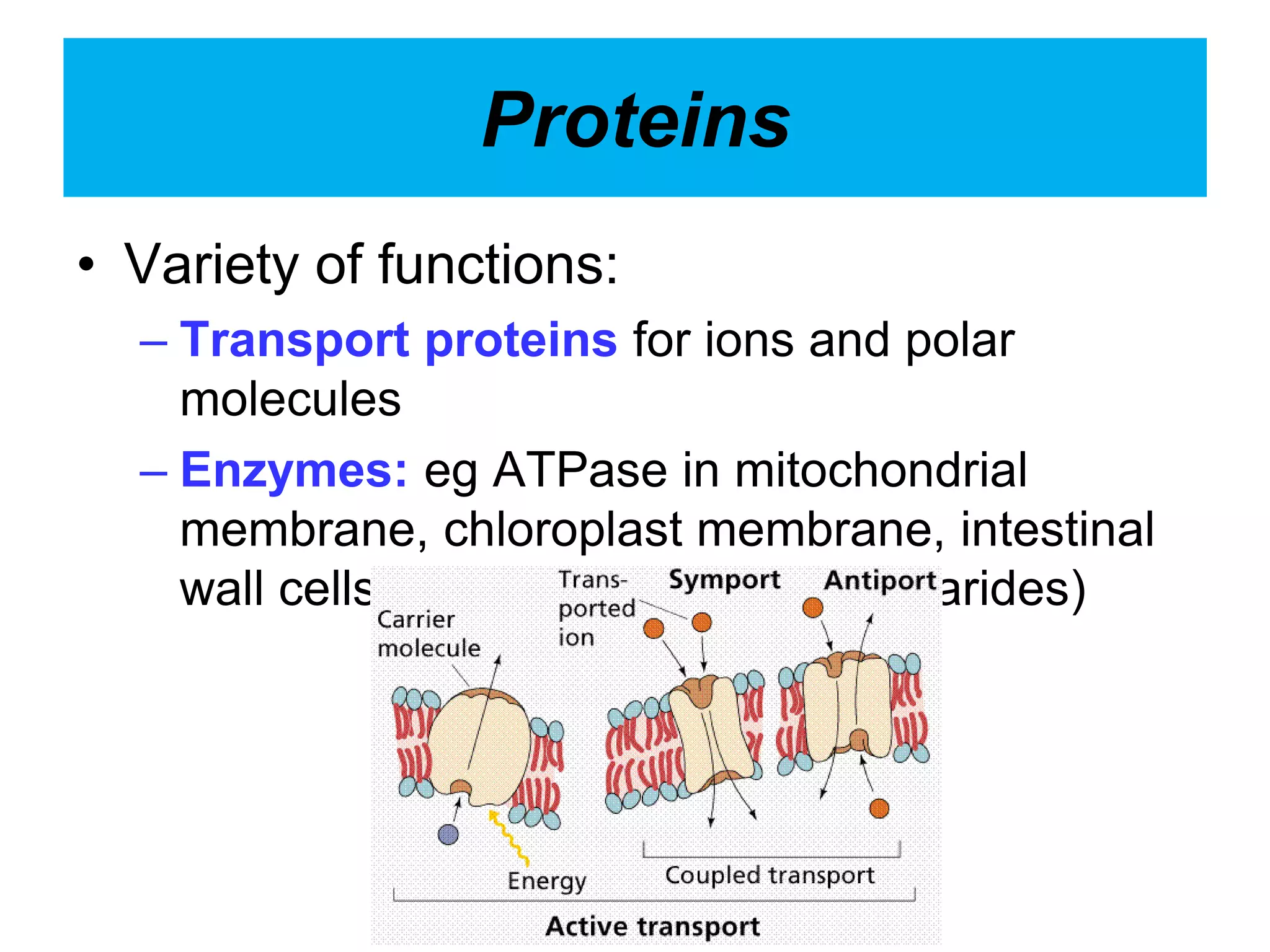 Proteins
• Variety of functions:
– Transport proteins for ions and polar
molecules
– Enzymes: eg ATPase in mitochondrial
membrane, chloroplast membrane, intestinal
wall cells (for hydrolysis of disaccharides)
 