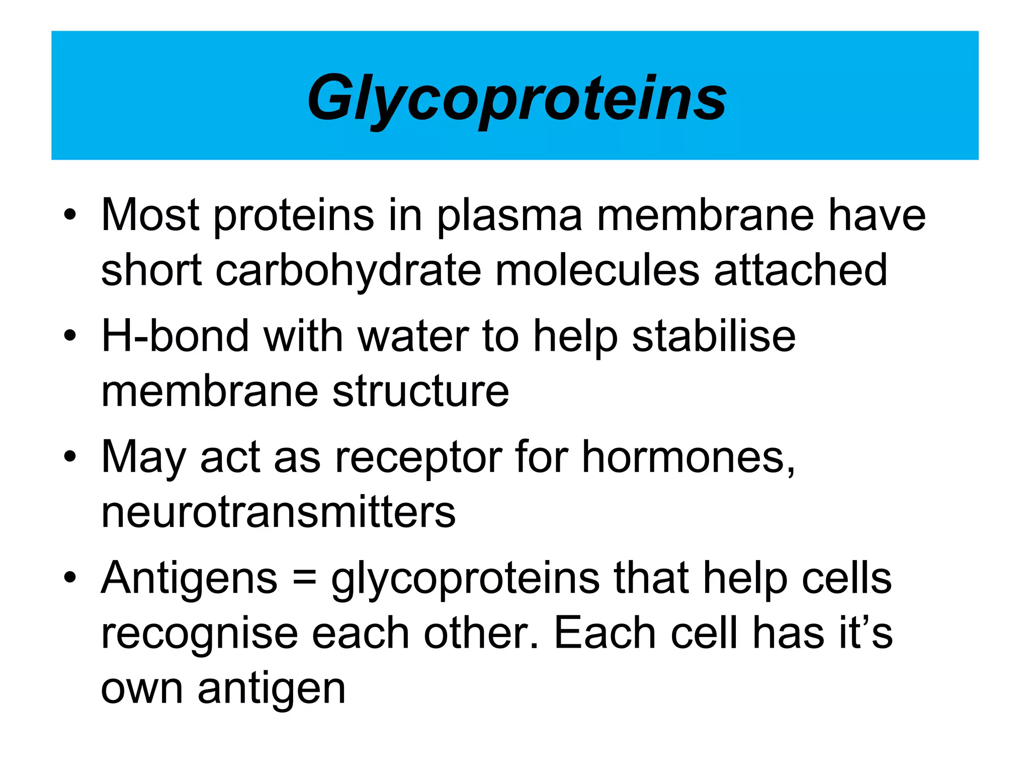 Glycoproteins
• Most proteins in plasma membrane have
short carbohydrate molecules attached
• H-bond with water to help stabilise
membrane structure
• May act as receptor for hormones,
neurotransmitters
• Antigens = glycoproteins that help cells
recognise each other. Each cell has it’s
own antigen
 