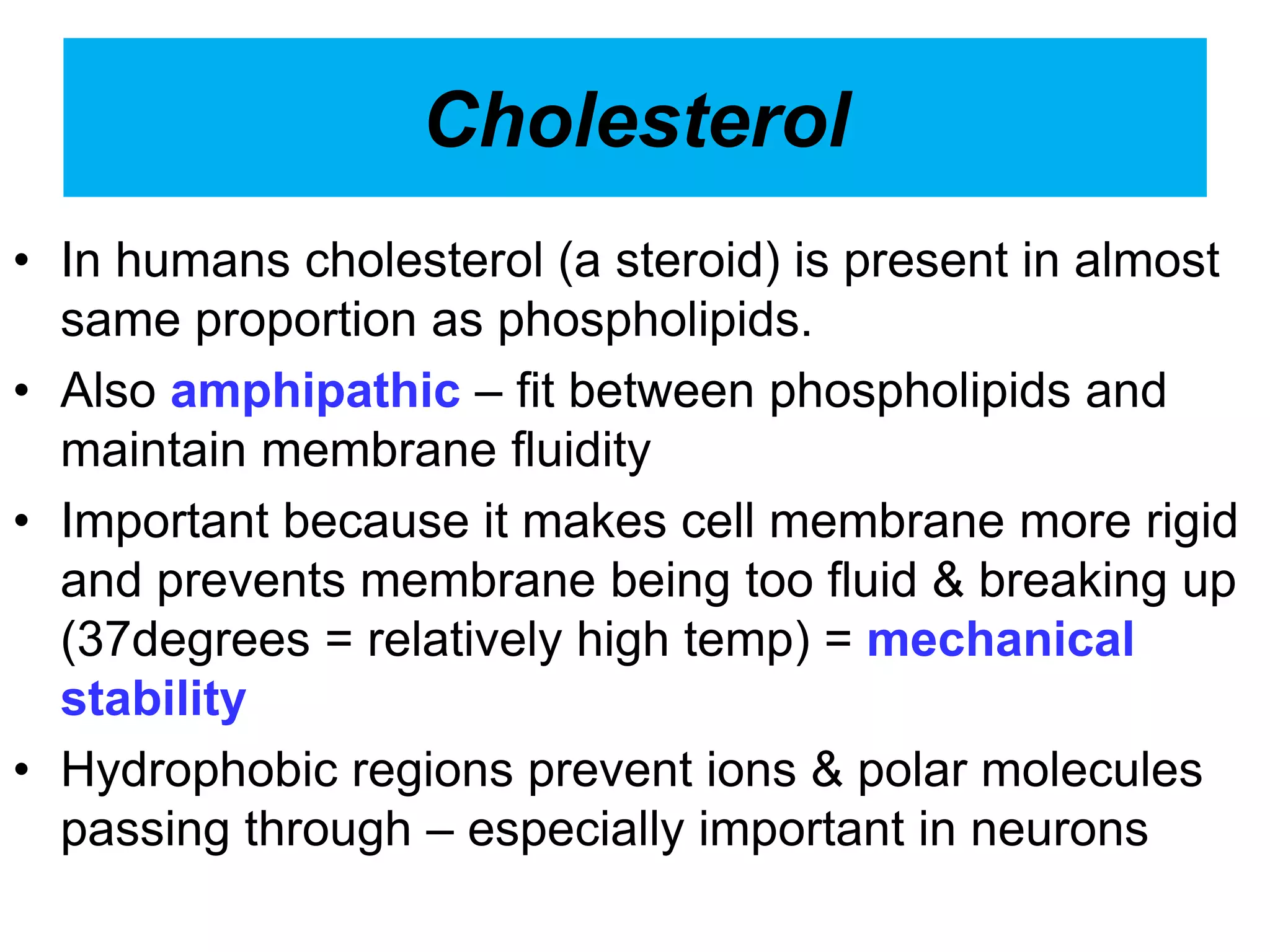 Cholesterol
• In humans cholesterol (a steroid) is present in almost
same proportion as phospholipids.
• Also amphipathic – fit between phospholipids and
maintain membrane fluidity
• Important because it makes cell membrane more rigid
and prevents membrane being too fluid & breaking up
(37degrees = relatively high temp) = mechanical
stability
• Hydrophobic regions prevent ions & polar molecules
passing through – especially important in neurons
 