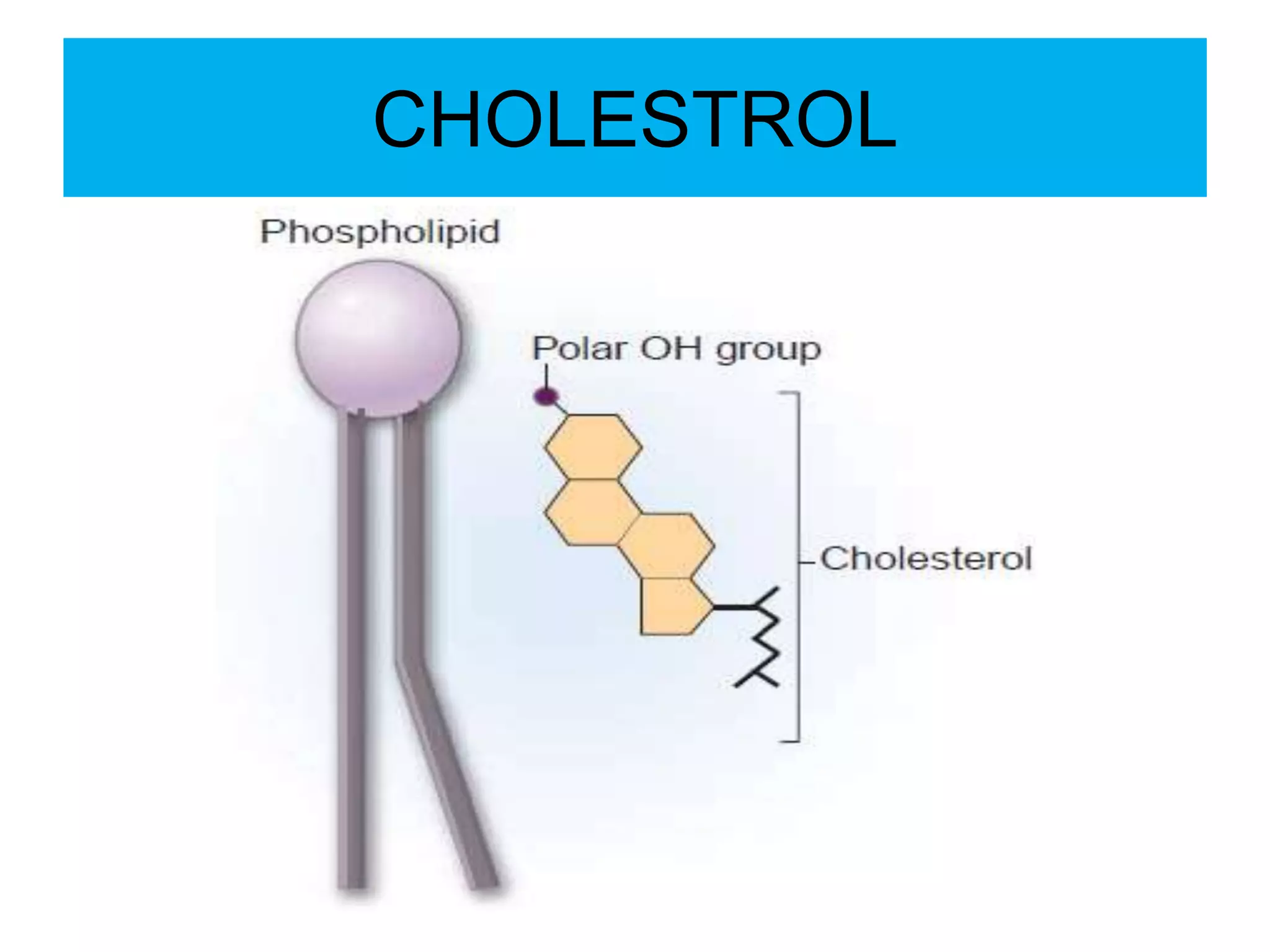 CHOLESTROL
 