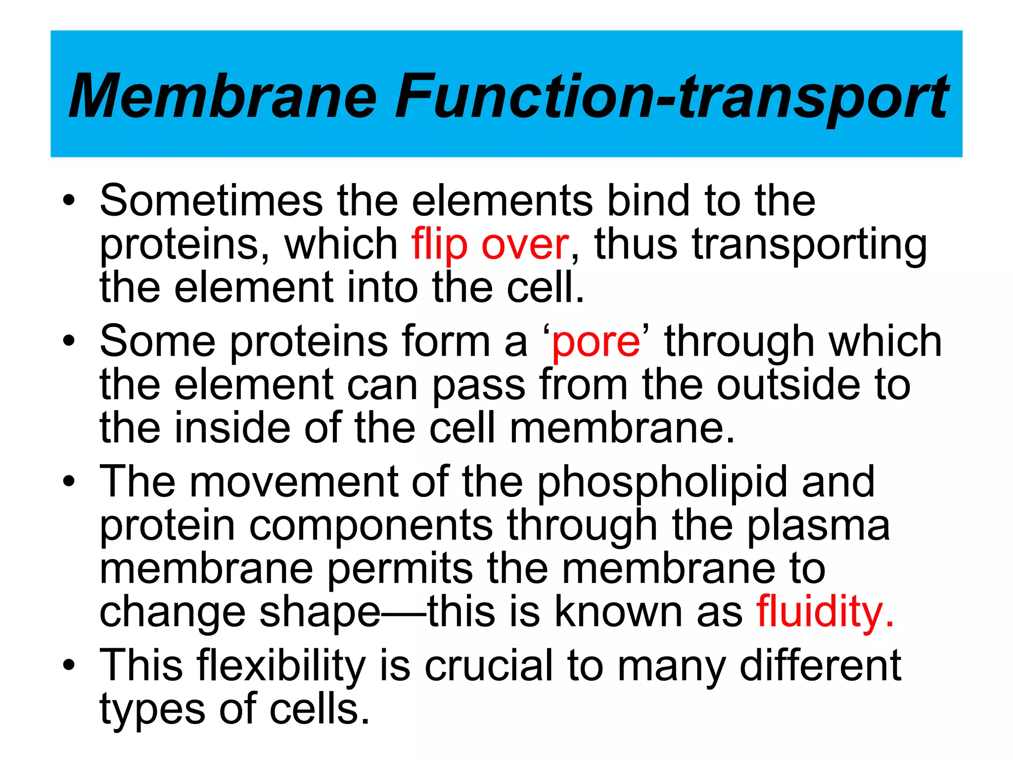 Membrane Function-transport
• Sometimes the elements bind to the
proteins, which flip over, thus transporting
the element into the cell.
• Some proteins form a ‘pore’ through which
the element can pass from the outside to
the inside of the cell membrane.
• The movement of the phospholipid and
protein components through the plasma
membrane permits the membrane to
change shape—this is known as fluidity.
• This flexibility is crucial to many different
types of cells.
 