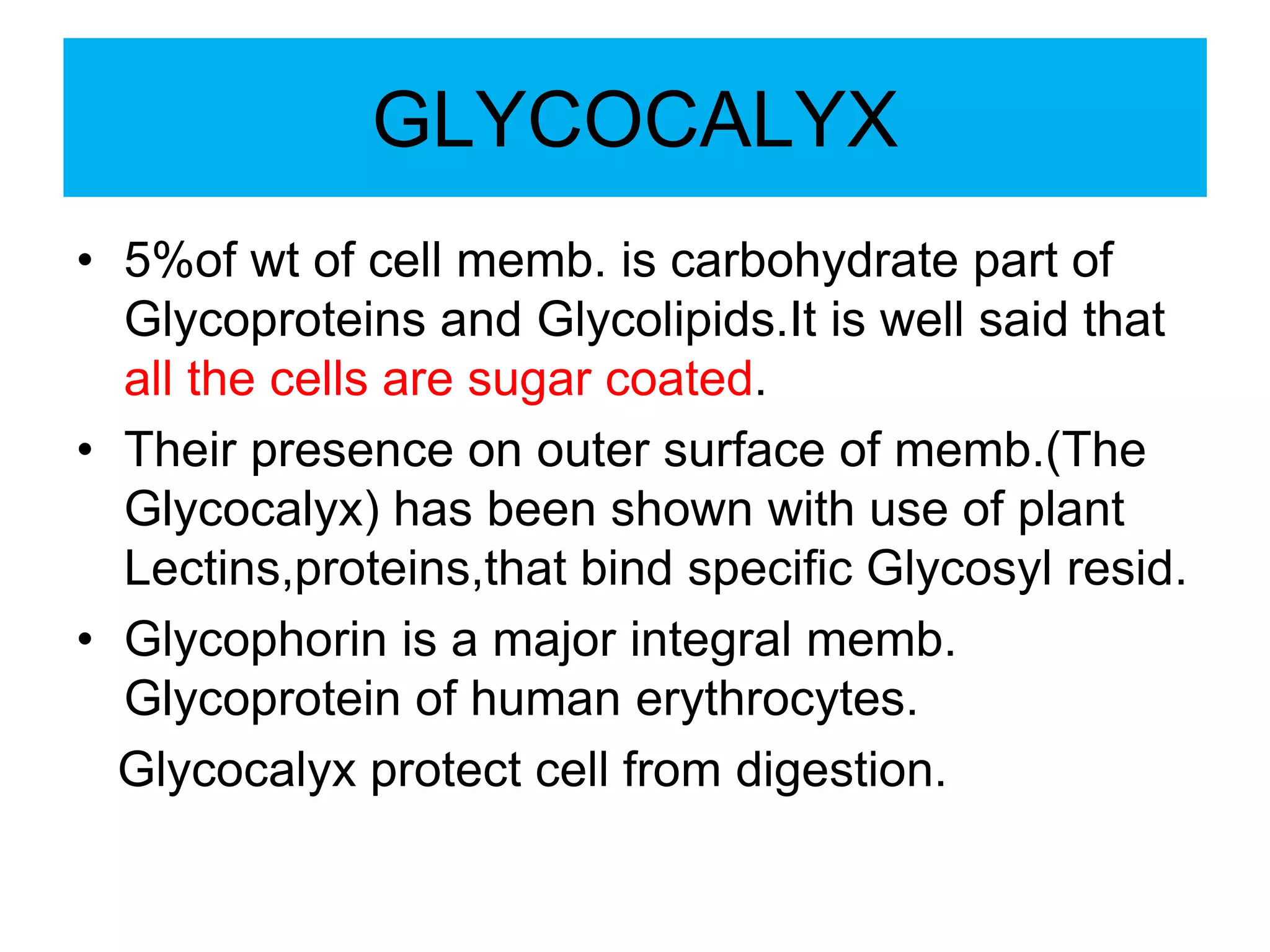 GLYCOCALYX
• 5%of wt of cell memb. is carbohydrate part of
Glycoproteins and Glycolipids.It is well said that
all the cells are sugar coated.
• Their presence on outer surface of memb.(The
Glycocalyx) has been shown with use of plant
Lectins,proteins,that bind specific Glycosyl resid.
• Glycophorin is a major integral memb.
Glycoprotein of human erythrocytes.
Glycocalyx protect cell from digestion.
 