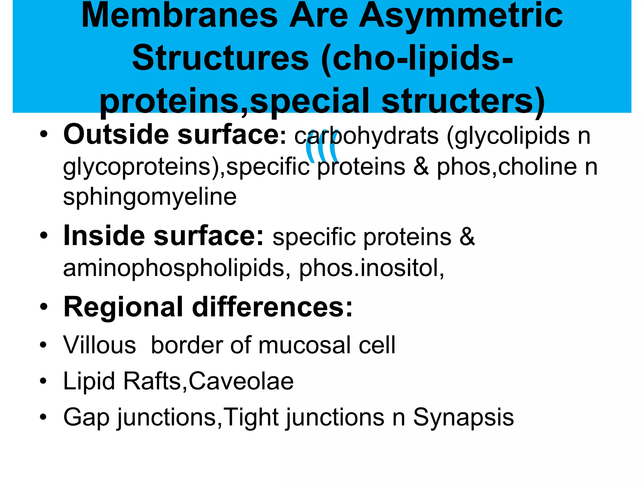 Membranes Are Asymmetric
Structures (cho-lipids-
proteins,special structers)
(((• Outside surface: carbohydrats (glycolipids n
glycoproteins),specific proteins & phos,choline n
sphingomyeline
• Inside surface: specific proteins &
aminophospholipids, phos.inositol,
• Regional differences:
• Villous border of mucosal cell
• Lipid Rafts,Caveolae
• Gap junctions,Tight junctions n Synapsis
 