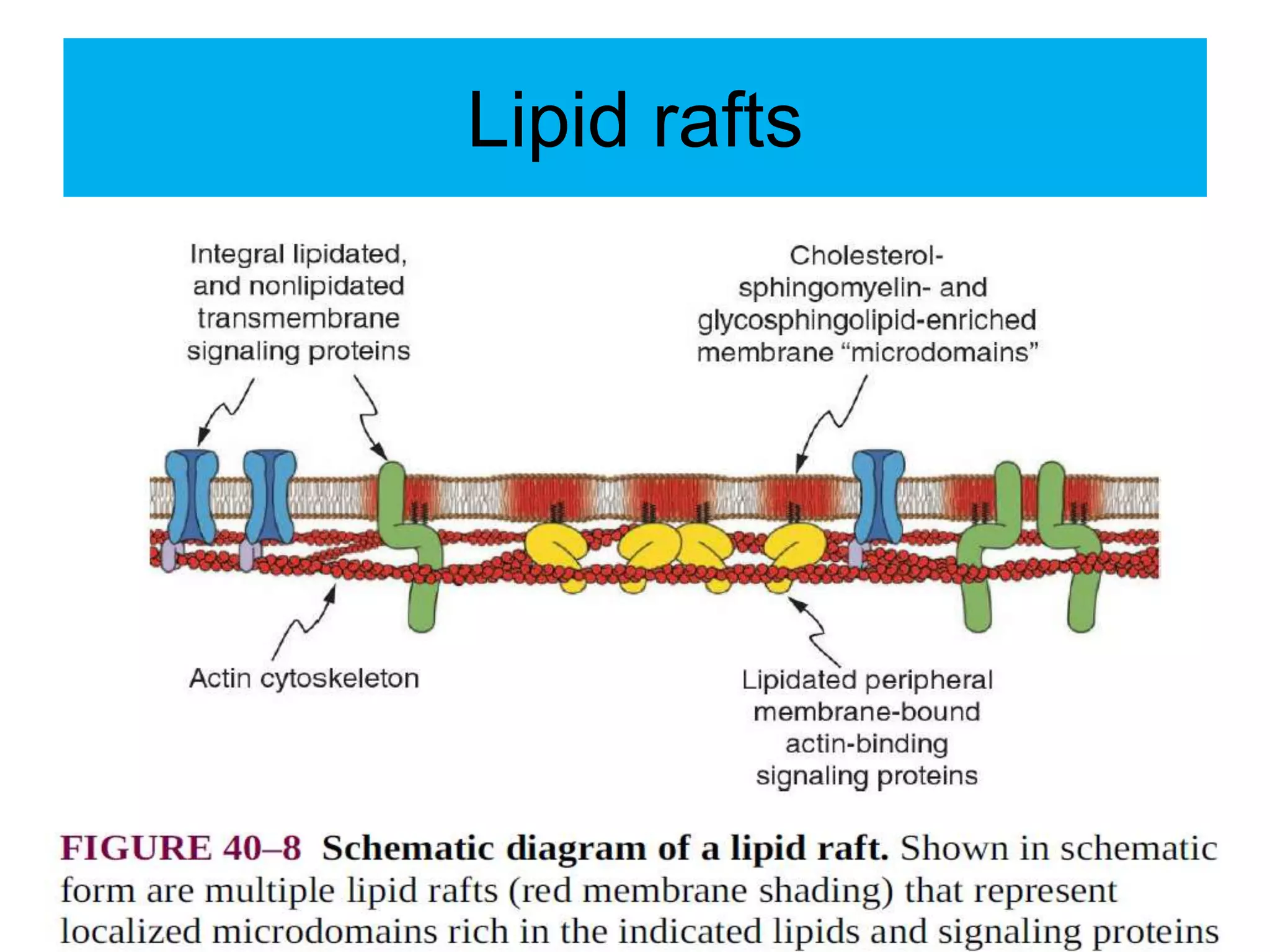 Lipid rafts
 