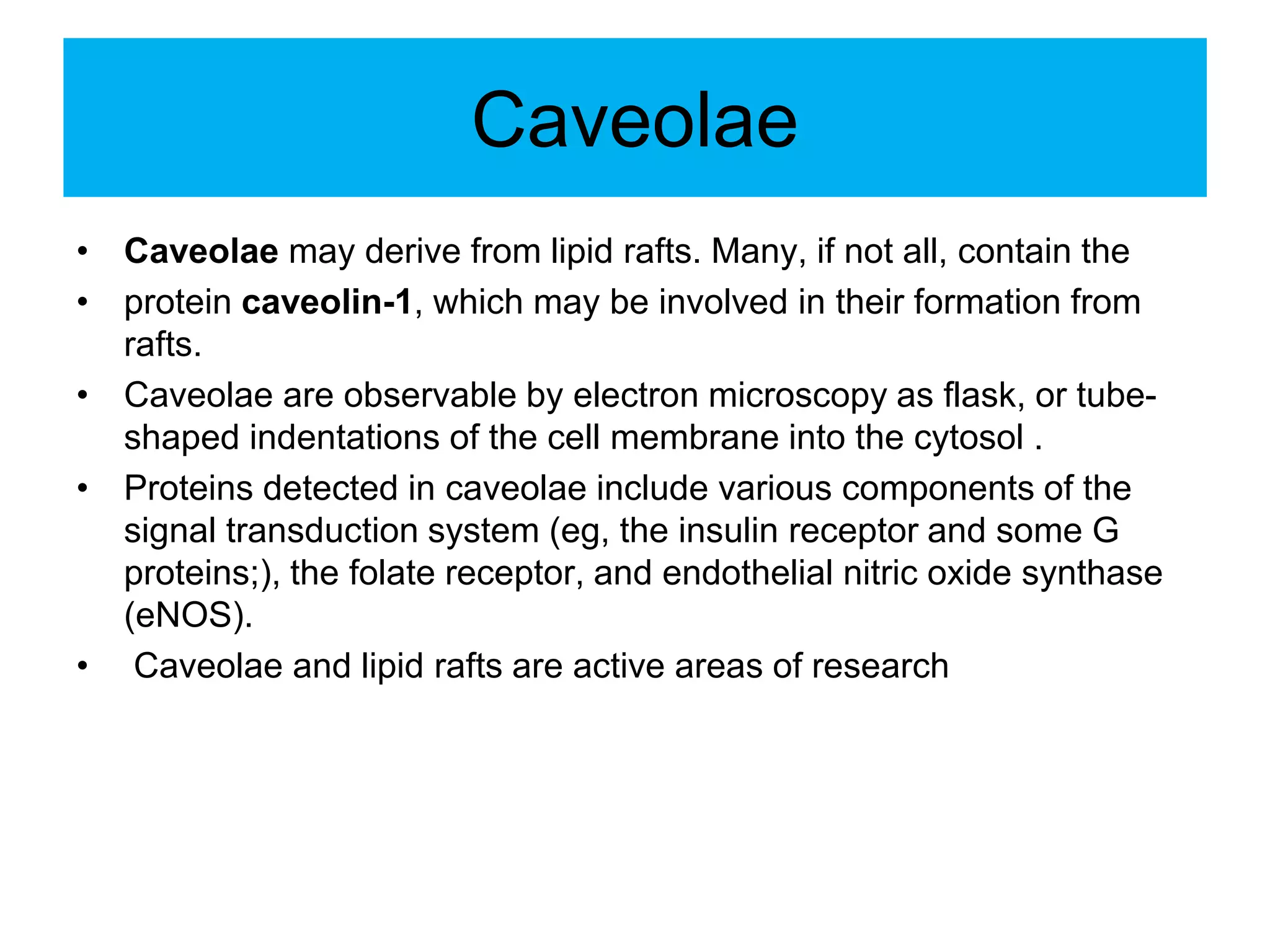 Caveolae
• Caveolae may derive from lipid rafts. Many, if not all, contain the
• protein caveolin-1, which may be involved in their formation from
rafts.
• Caveolae are observable by electron microscopy as flask, or tube-
shaped indentations of the cell membrane into the cytosol .
• Proteins detected in caveolae include various components of the
signal transduction system (eg, the insulin receptor and some G
proteins;), the folate receptor, and endothelial nitric oxide synthase
(eNOS).
• Caveolae and lipid rafts are active areas of research
 