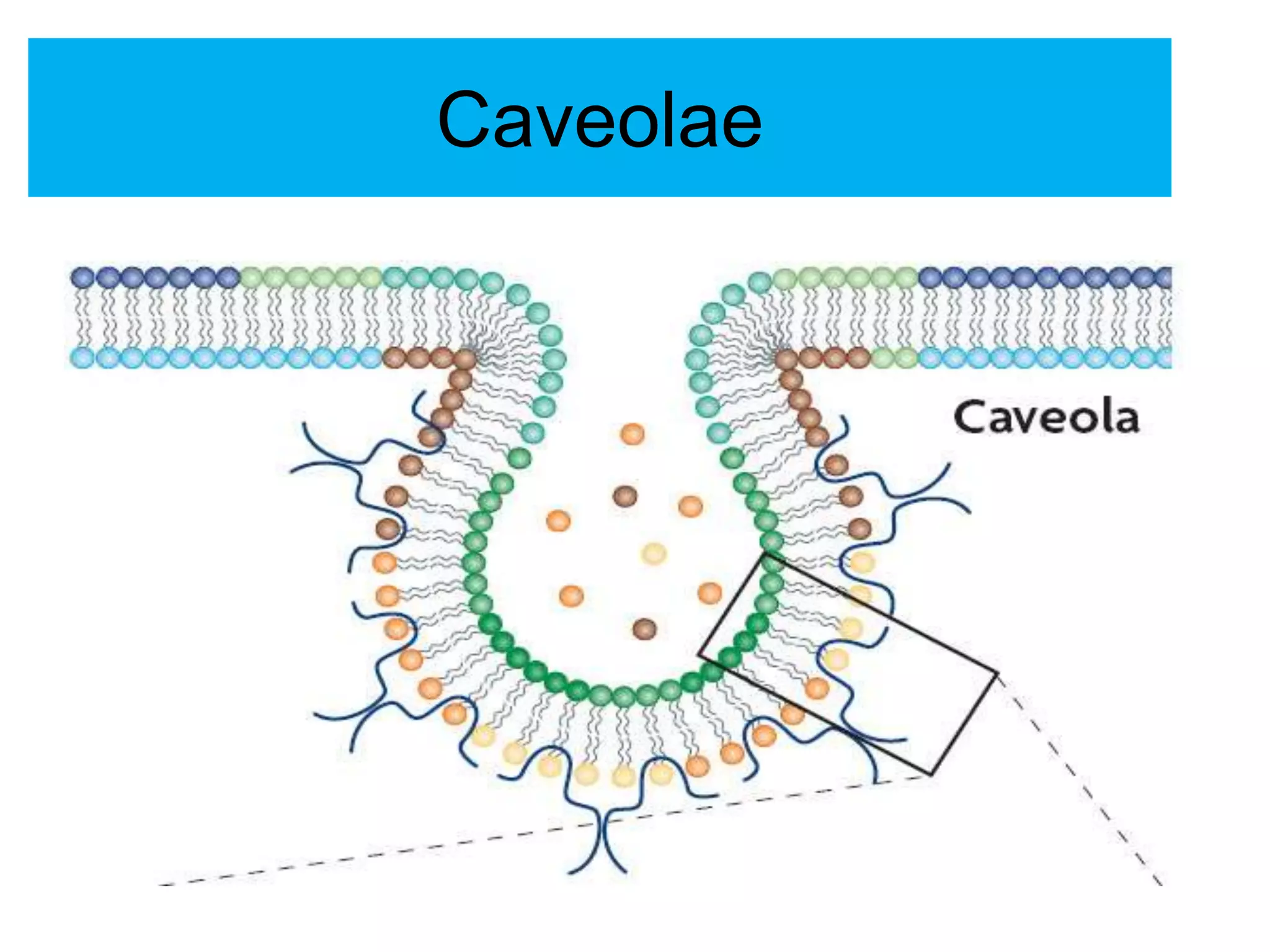 Caveolae
 