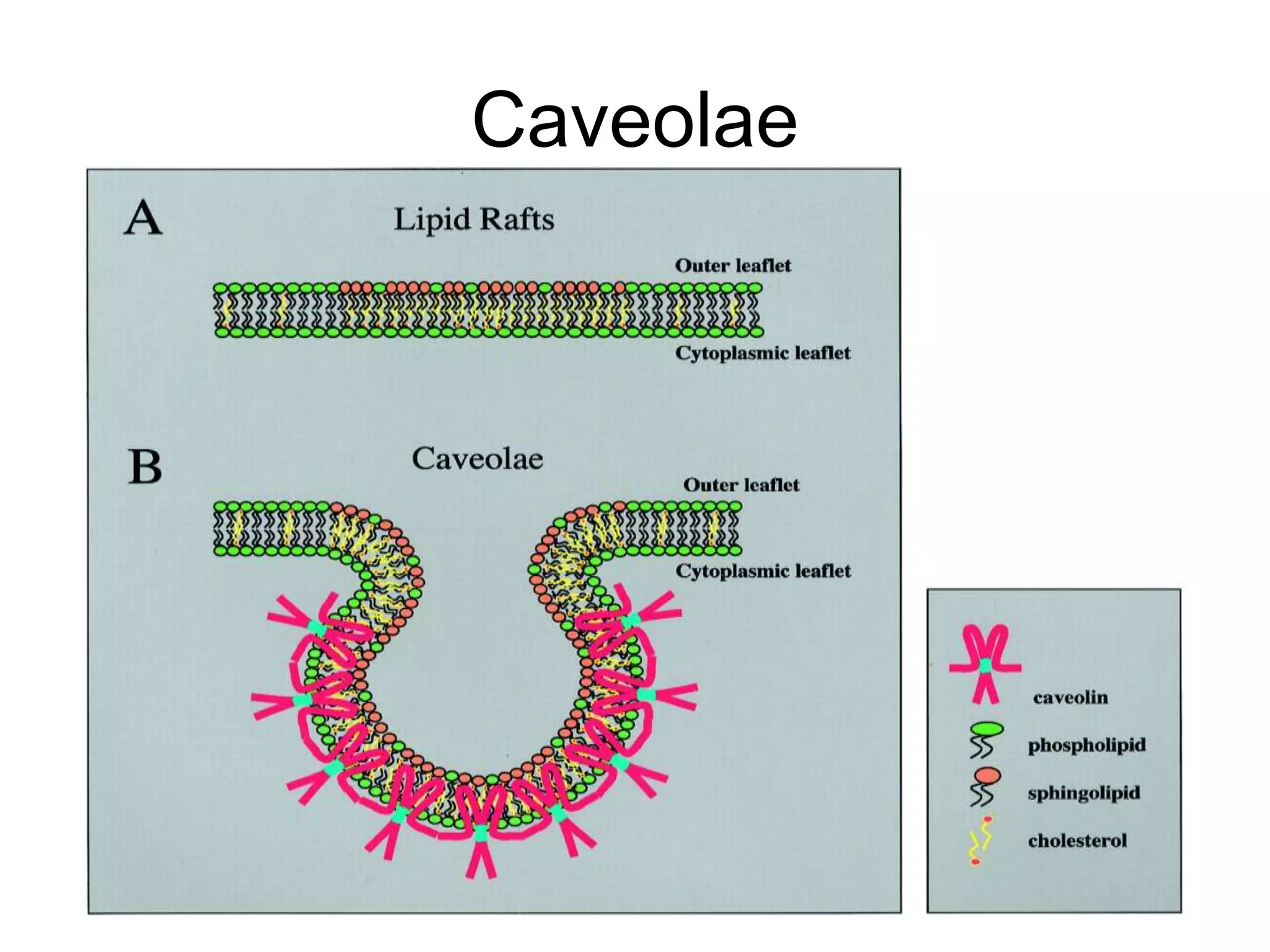 Caveolae
 