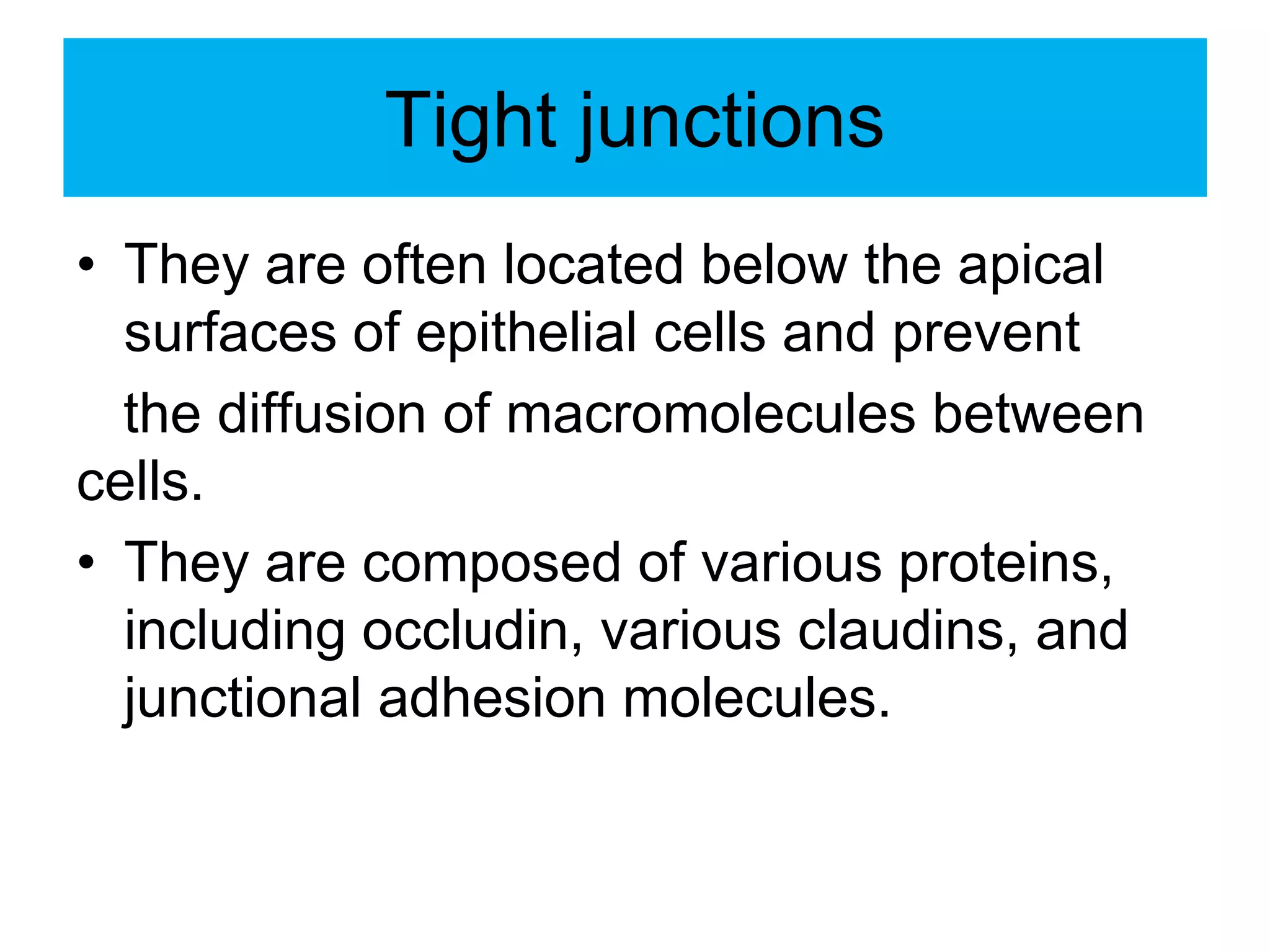 Tight junctions
• They are often located below the apical
surfaces of epithelial cells and prevent
the diffusion of macromolecules between
cells.
• They are composed of various proteins,
including occludin, various claudins, and
junctional adhesion molecules.
 