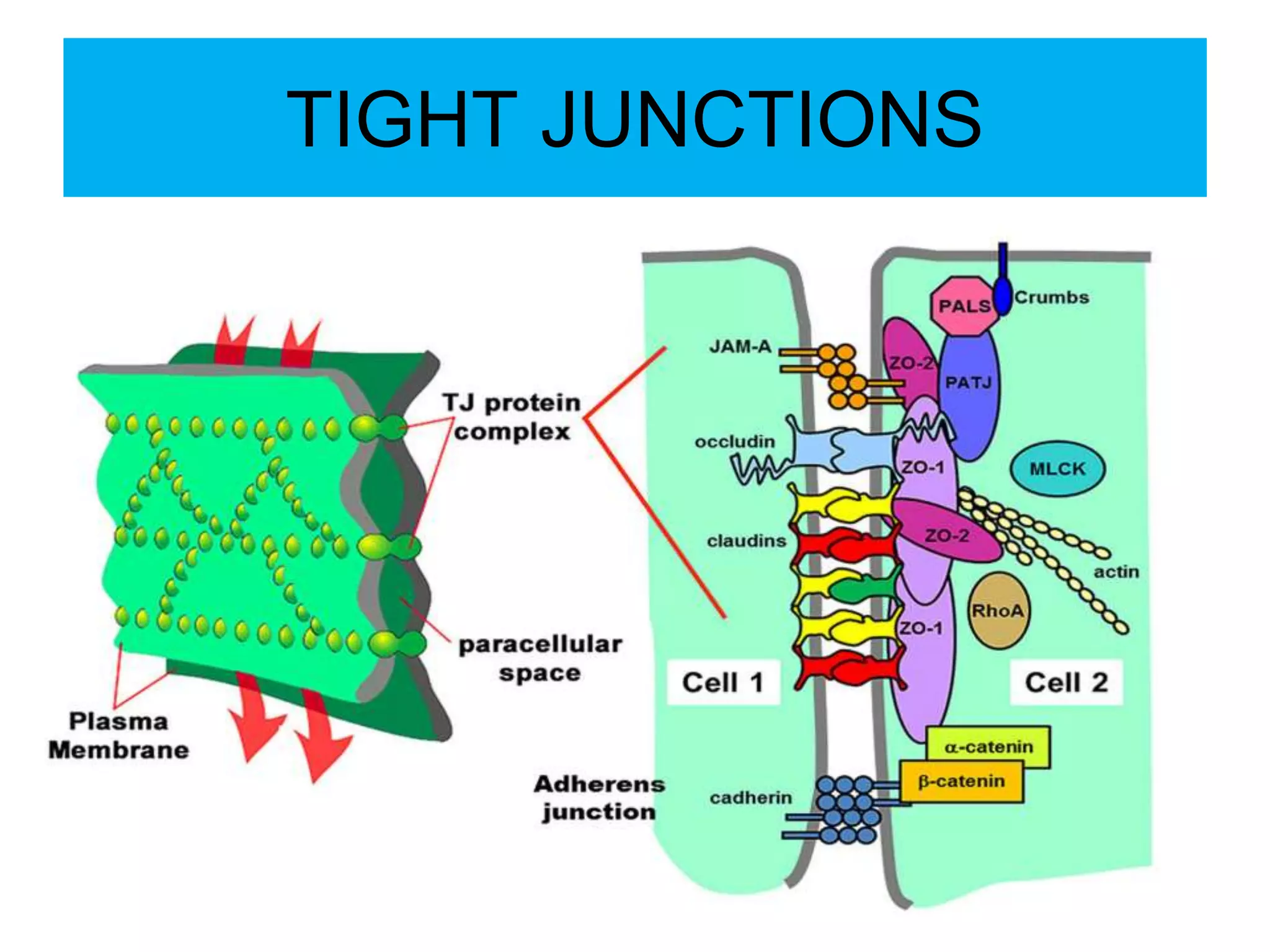 TIGHT JUNCTIONS
 