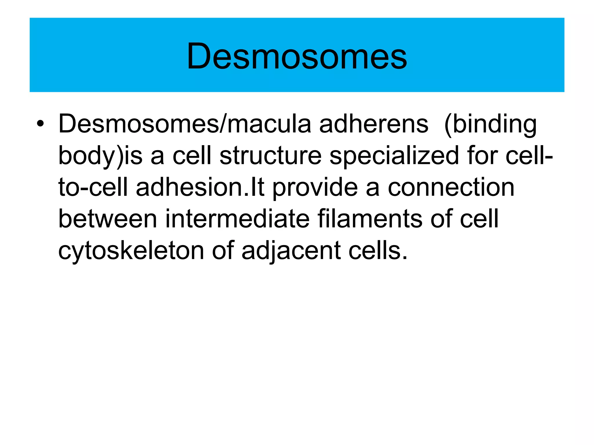 Desmosomes
• Desmosomes/macula adherens (binding
body)is a cell structure specialized for cell-
to-cell adhesion.It provide a connection
between intermediate filaments of cell
cytoskeleton of adjacent cells.
 