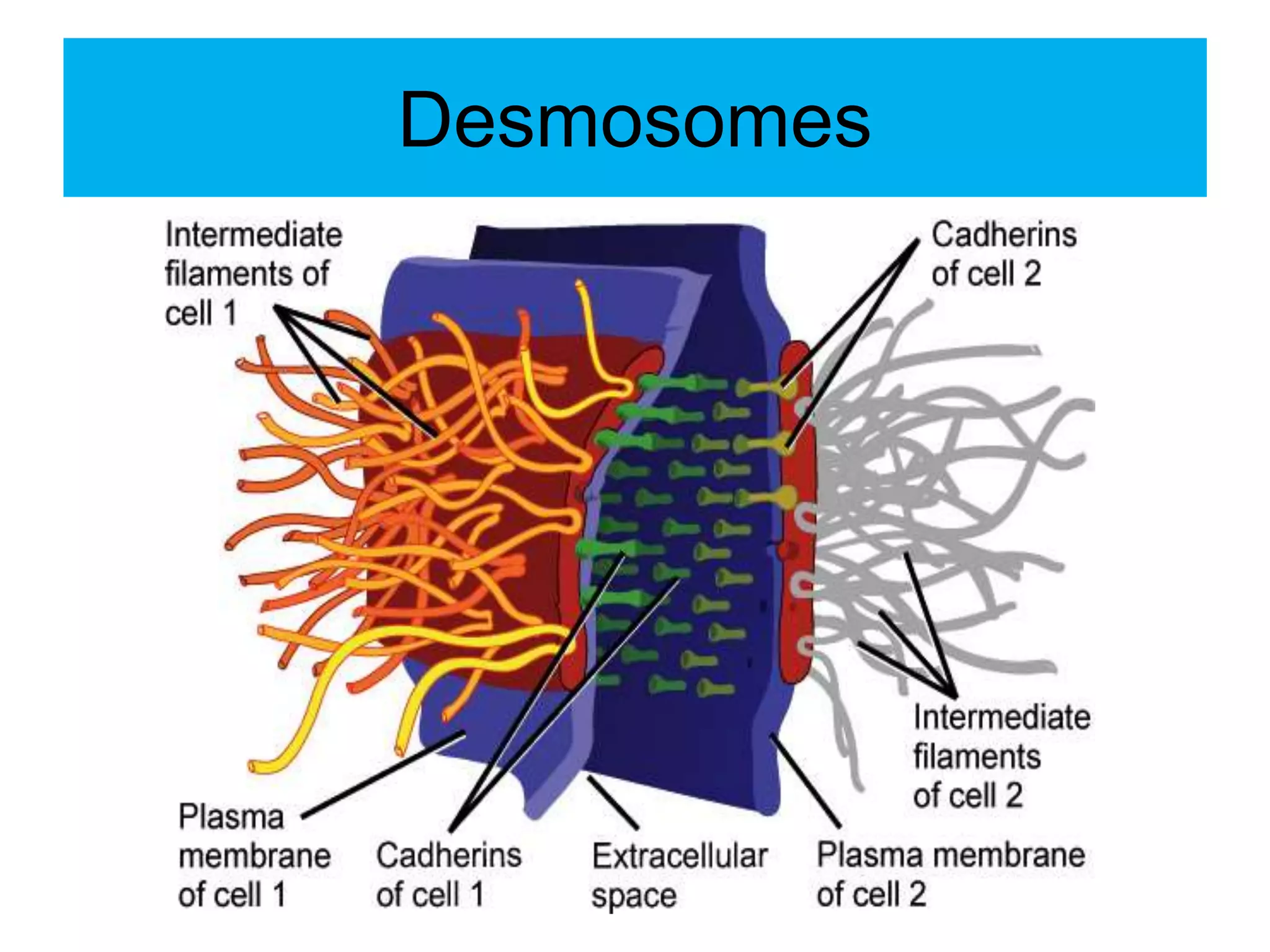 Desmosomes
 