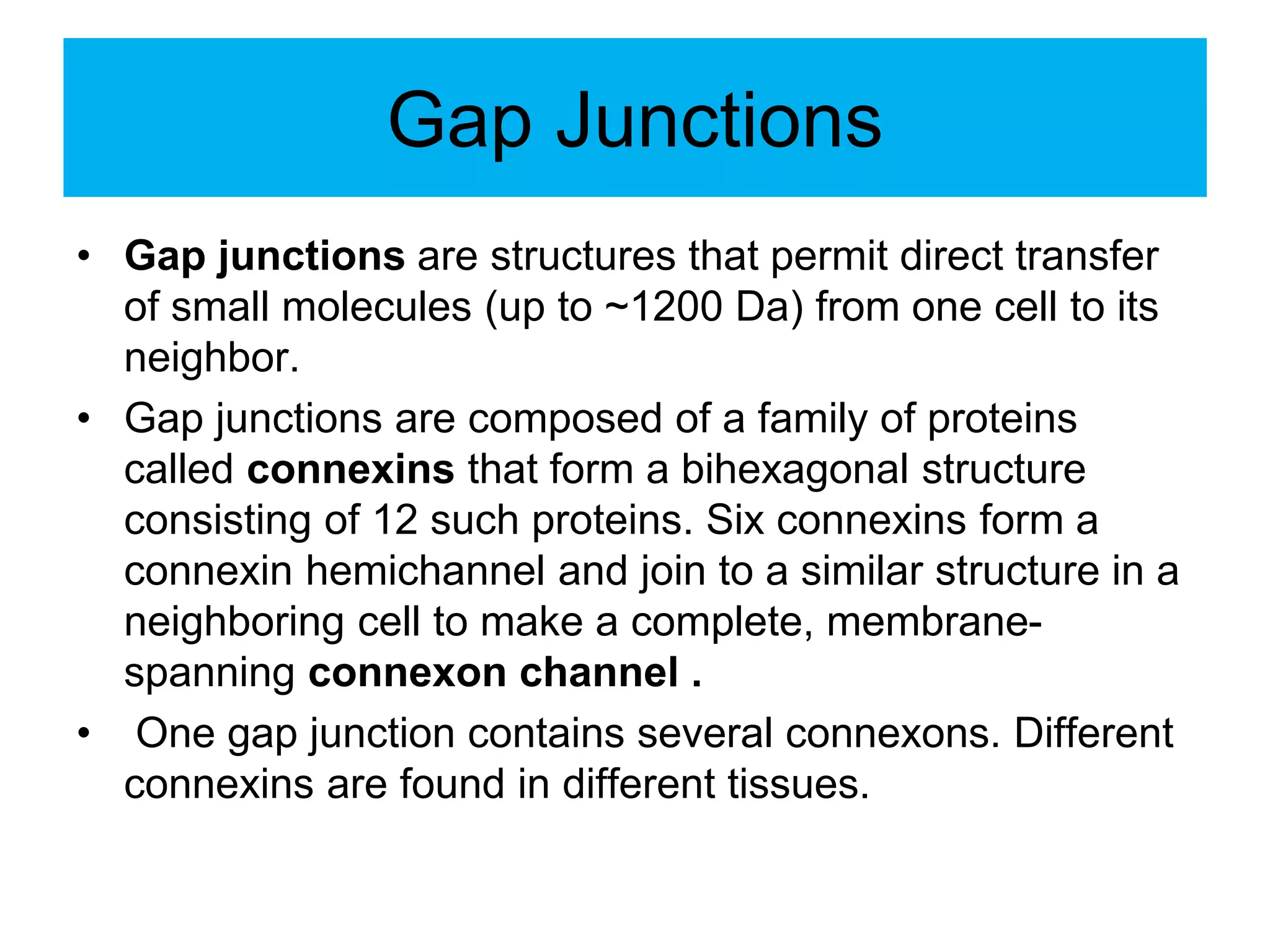 Gap Junctions
• Gap junctions are structures that permit direct transfer
of small molecules (up to ~1200 Da) from one cell to its
neighbor.
• Gap junctions are composed of a family of proteins
called connexins that form a bihexagonal structure
consisting of 12 such proteins. Six connexins form a
connexin hemichannel and join to a similar structure in a
neighboring cell to make a complete, membrane-
spanning connexon channel .
• One gap junction contains several connexons. Different
connexins are found in different tissues.
 