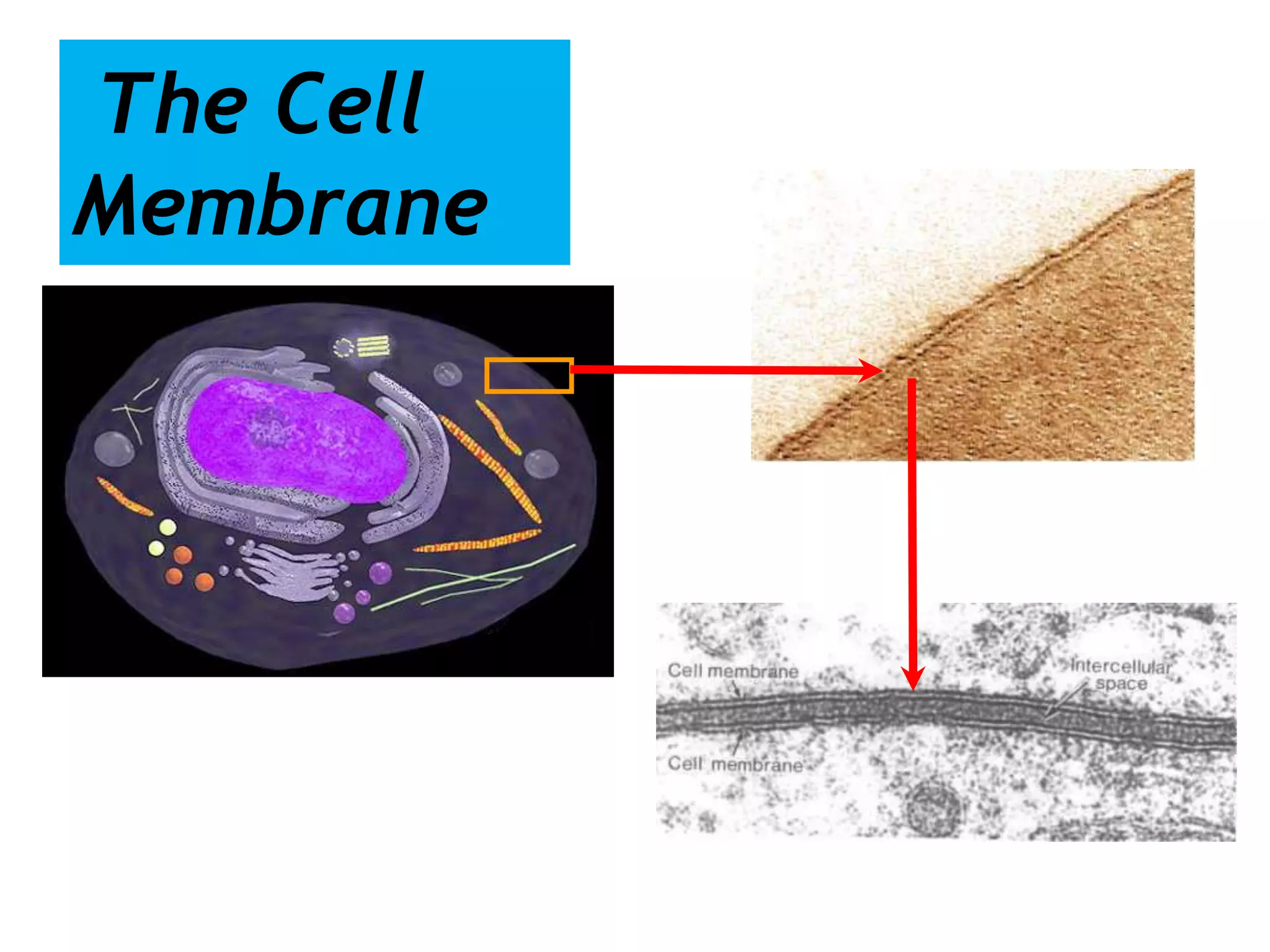 The Cell
Membrane
 